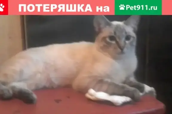 Пропал кот на ул. Кузьмина, 50