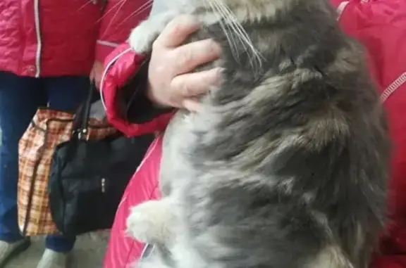 Найдена кошка в Солнечном по адресу Антонова, 14А