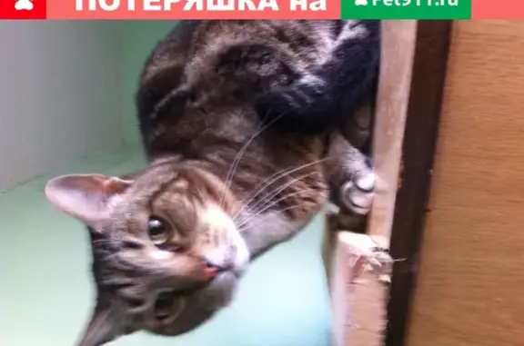 Найдена похожая на бенгальскую кошку в Иваново