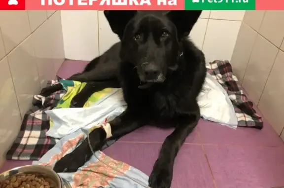 Собака найдена на Новорижском шоссе