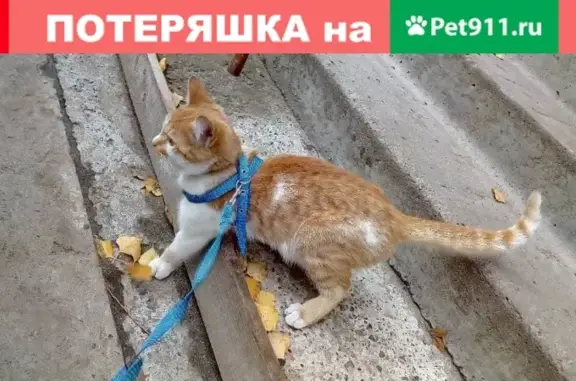 Найдена бело-рыжая кошка с ошейником на ул. Рождественская