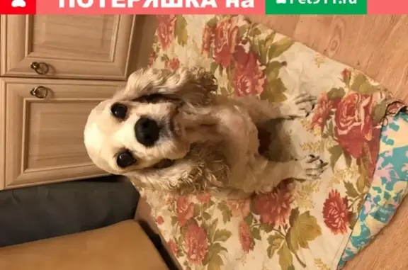 Найдена собака в районе проспекта Кирова, Стара Загора.