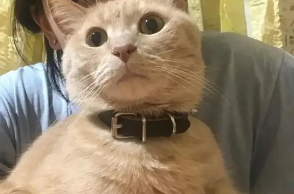 Кошки потеряшки, Инальцево, фото: Потеряшка кошка в Калязинском районе, деревня Инальцево