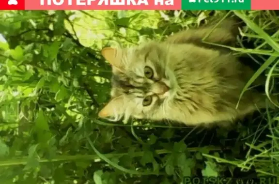 Кошки потеряшки, Ижевск, фото: Потеряшка кошка на улице Гончарова, Ижевск