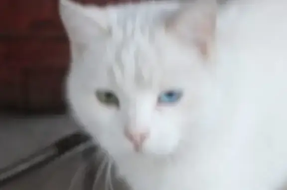 Найдена породистая белая кошка в Батайске