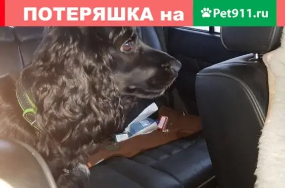 Пропала собака на улице Чехова, кличка Ванда, английский коккер спаниель.