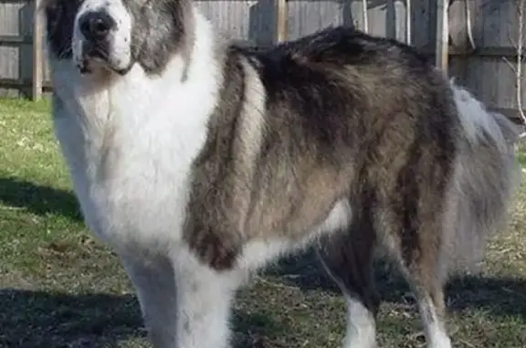 Пропала собака Кэрби в Южном Падуне, Братск