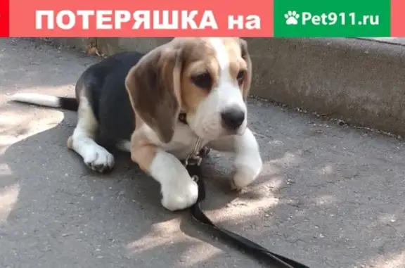 Пропала собака породы БИГЛЬ в поселке Новодрожжино, Московская область
