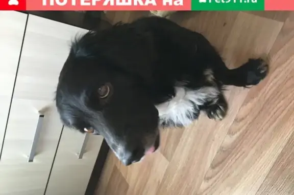 Собака найдена на ул. Прокопия Галушина, 32 в Архангельске