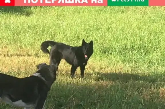 Найден черный кобель с белой грудью в Первомайском поселении