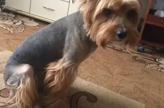 Собаки потеряшки, Яринка, фото: Потеряшка собака в деревне Яринка, Челябинская область