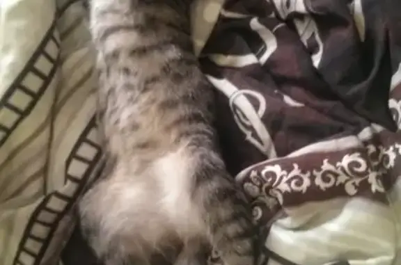 Кошки потеряшки, Итатка, фото: Потеряшка кошка Стеша в Итатке, вознаграждение гарантирую