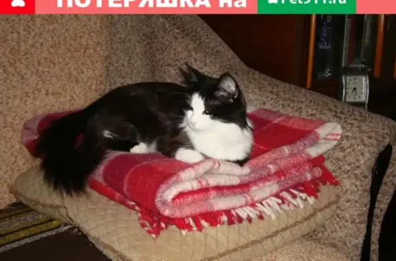 Пропала кошка в Дзержинске, проспект Ленина, 60