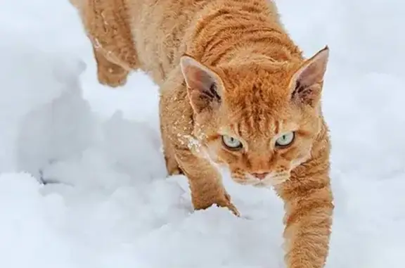 Пропал рыжий кот породы Девон-рекс в Подмосковье, Чеховский городской округ, деревня Томарово.
