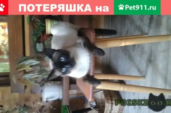 Пропал кот Лорд в Немчиновке, Одинцово