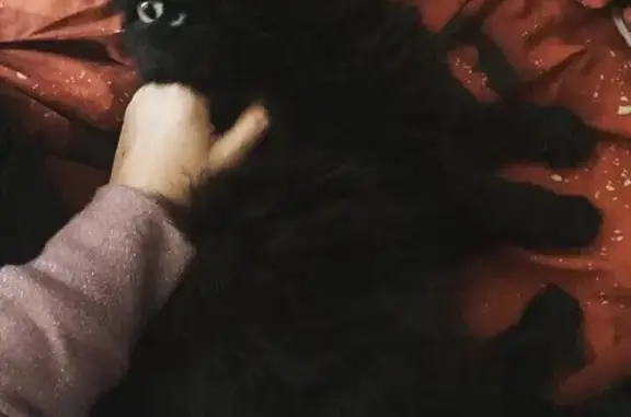 Кошки потеряшки, Лоскутово, фото: Потеряшка кошка Дуся в СТ Ветеран, Томский район