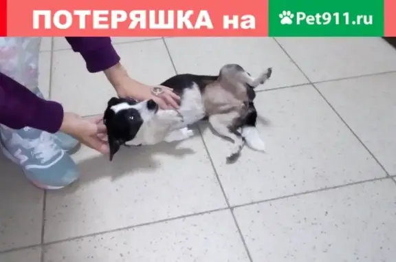 Найдена маленькая собачка в Новочебоксарске