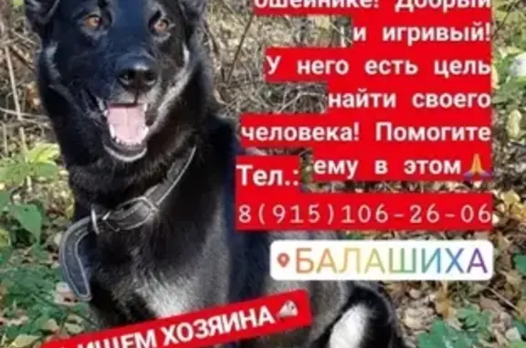 Найдена собака в Балашихе, мкр. Алексеевская Роща