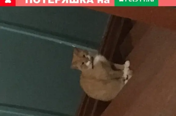 Потерян рыжий кот на Левичева 13, Вологда