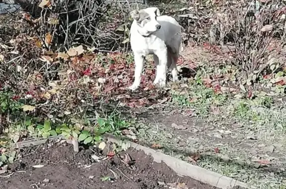 Найдена собака в Долгопрудном, Московская область