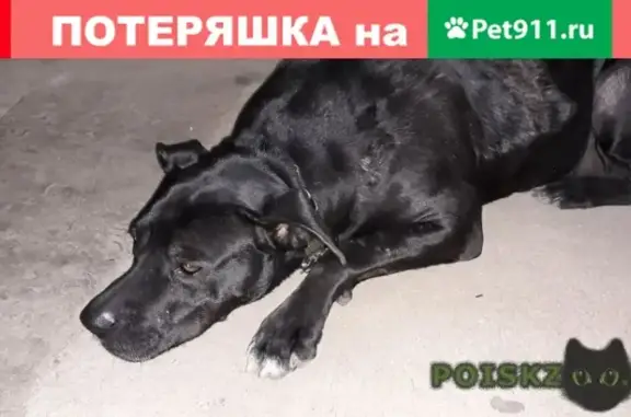 Пропала собака на Березовской, Н. Новгород