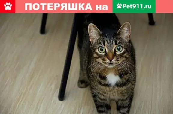 Найдена кошка в Великом Новгороде, ищем старых хозяев.