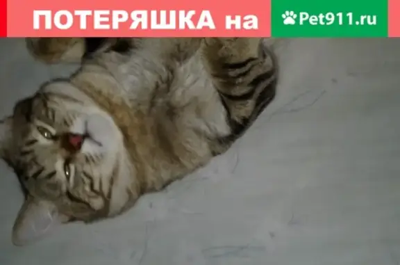 Найдена кошка с подстриженными когтями в Алексеевском районе Москвы