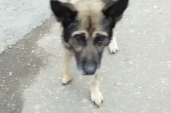 Найдена собака на ул. Ивана Франко, 7