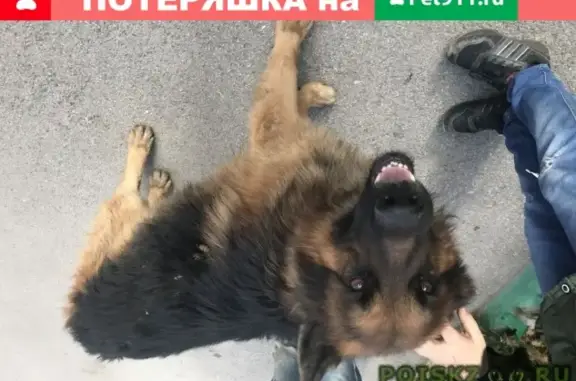 Пропала собака на Затулинке в Новосибирске