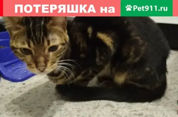 Найдена худая кошка на улице Студенческой в Перми
