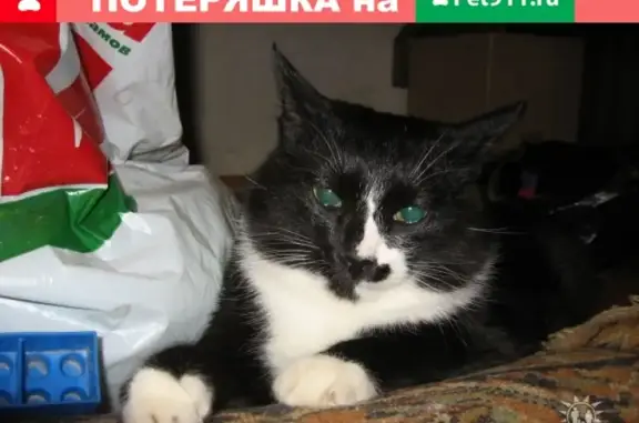 Пропала кошка Кот чернулик на Онежской, Москва