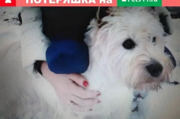 Пропала собака в Белоострове на Новом шоссе