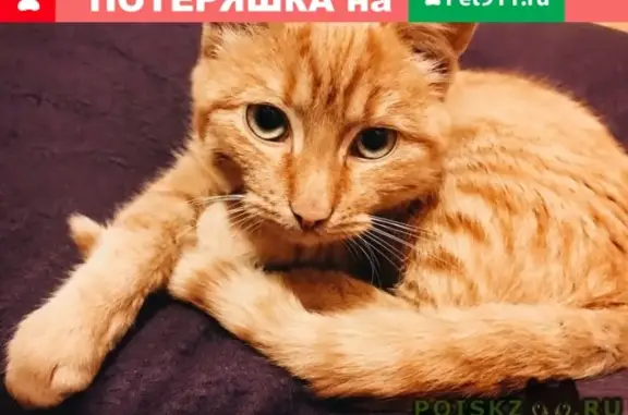 Найден ласковый рыжий котик в Истре
