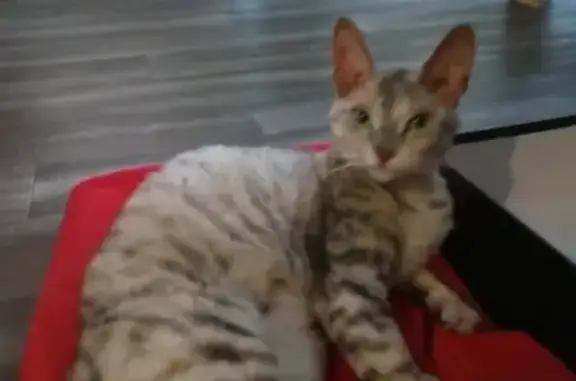 Найдена породистая кошка на ул. Н.Руднева, дом 64а в Туле