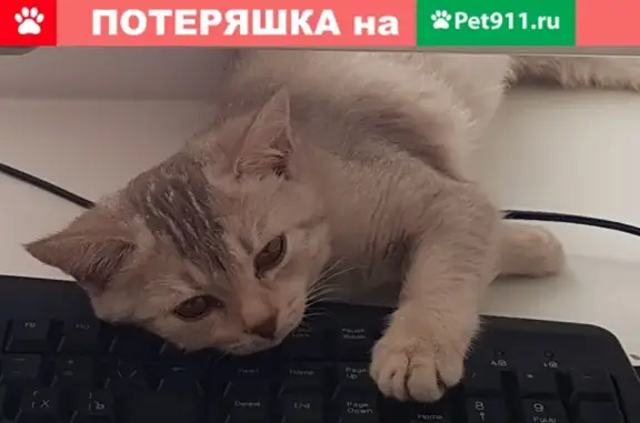 Пропал котенок на ул. К. Тимергалиева, 22, Альметьевск