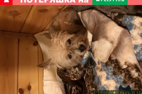 Пропала собака на улице Текстильщиков, найдена в Костроме.