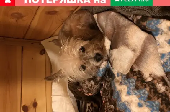Собака найдена на проспекте Текстильщиков в Костроме