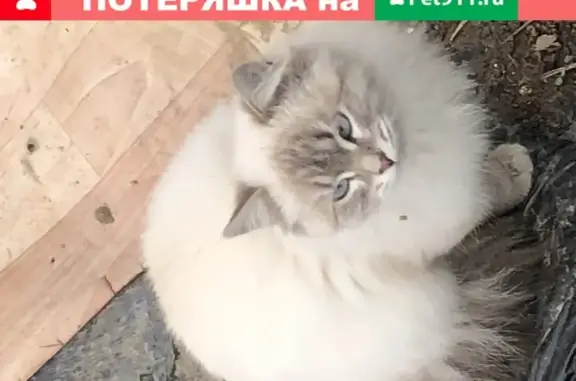 Найдена кошка в СНТ Дубрава, Москва