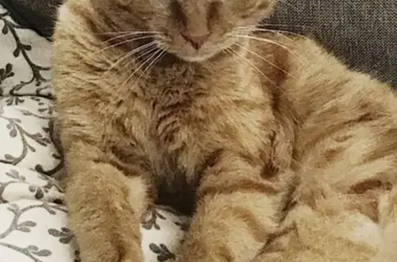 Кошки потеряшки, Веретёнки, фото: Потеряшка рыжий кот в деревне Веретёнки, Истра, Московская область