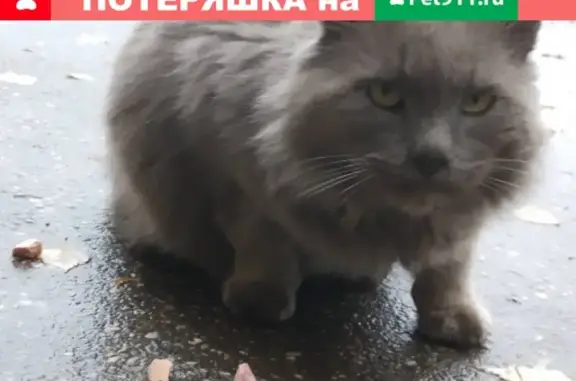 Найден кот на Волжской набережной, 9 (Н. Новгород)