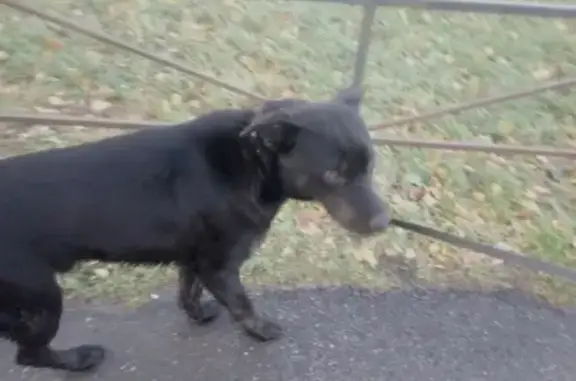 Собака найдена на Суздальском 77 в Санкт-Петербурге