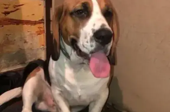 Собака без ошейника найдена на улице Коштоянца в Москве