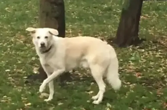Найден белый пес на улице Тайнинской, Москва