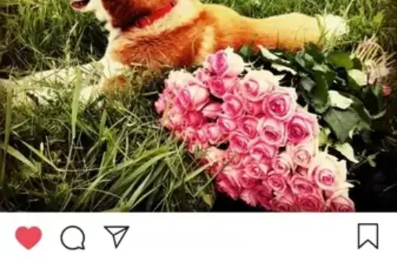 Собаки потеряшки, городской округ Ставрополь, фото: Потеряшка собака в Ставропольском округе с голубыми глазами