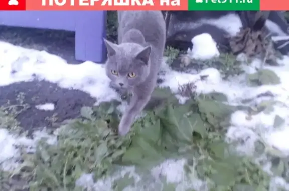 Найдена британская кошка в Красноярском крае