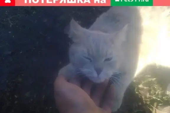 Найдена кошка в Железногорске