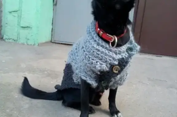 Найден пёс в красном ошейнике в Новокузнецке