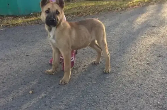 Найден щенок на металлплощадке в Кемерово