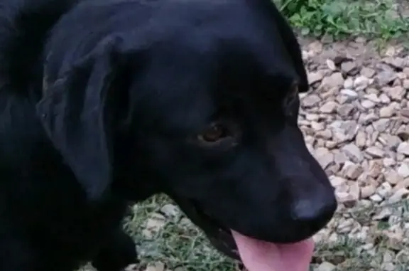 Пропала собака в районе Масаловка/Машзавод, вознаграждение за информацию
