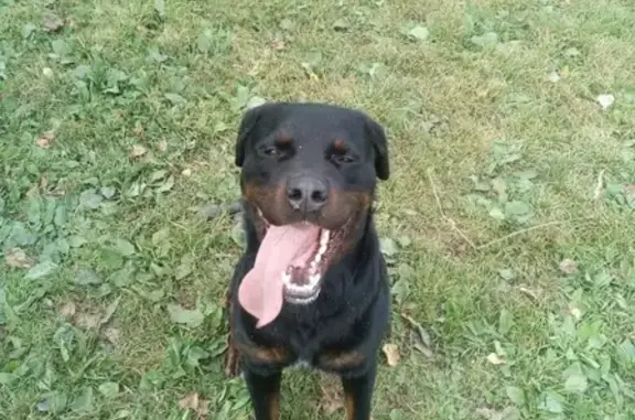 Пропала собака Тайсн в Новокузнецке.